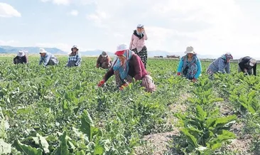 Çiftçilere uzaktan ‘eğitim’ dopingi
