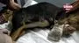 Edirne’de vahşet... 2 bacağı kesilmiş yavru köpek bulundu | Video