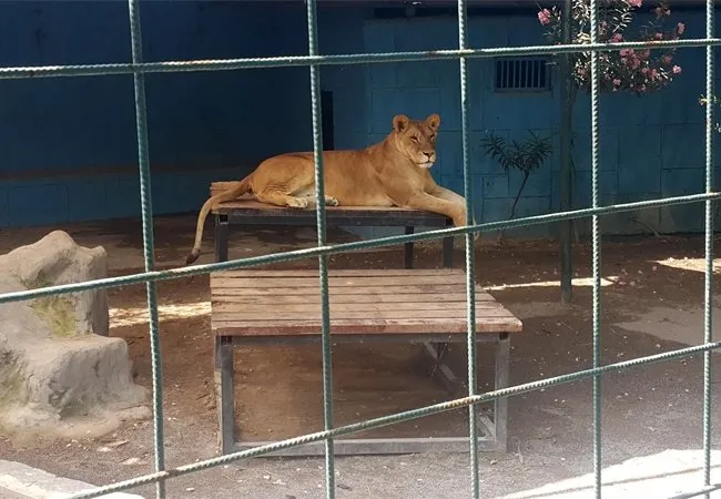 Hayvanat bahçesinde korkunç olay: Aslanla selfie çekmek isterken canından oluyordu