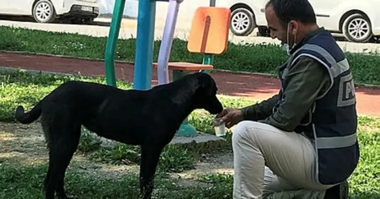 Polis memuru, susayan köpeğe elleriyle su içirdi
