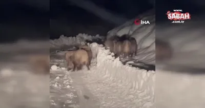 Yola çıkan domuz sürülerini böyle görüntülendi