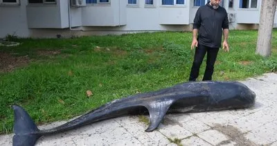 Mersin’de kıyıya vurdu: 3 metre uzunluğunda 360 kilogram ağırlığında!