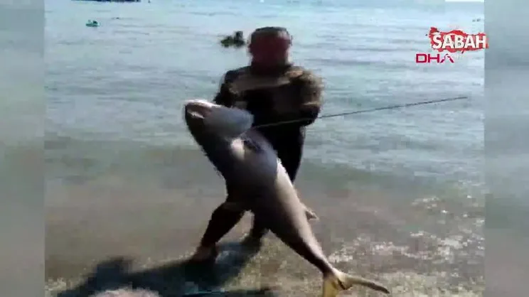 Muğla'da insan boyundaki dev 'Akya' balığının zıpkınla vurarak yakaladı| Video