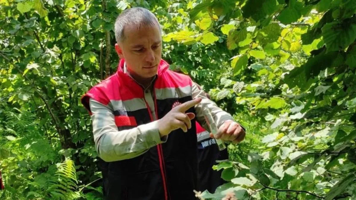 Rize'de Kahverengi Kokarca İle Savaş Devam Ediyor: Tarım Ürünlerini Koruma Çalışmaları Aralıksız Sürüyor