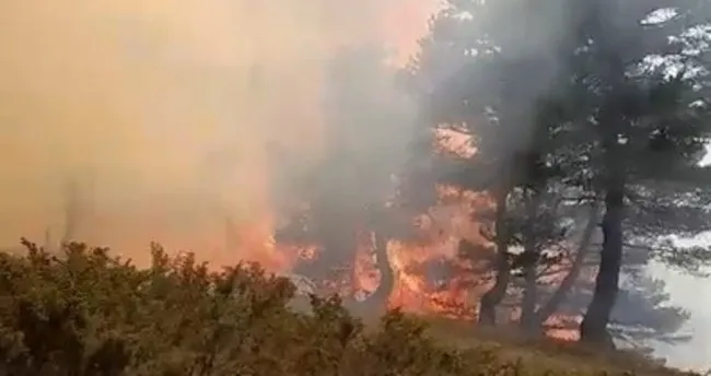 Sivas’ta orman yangını