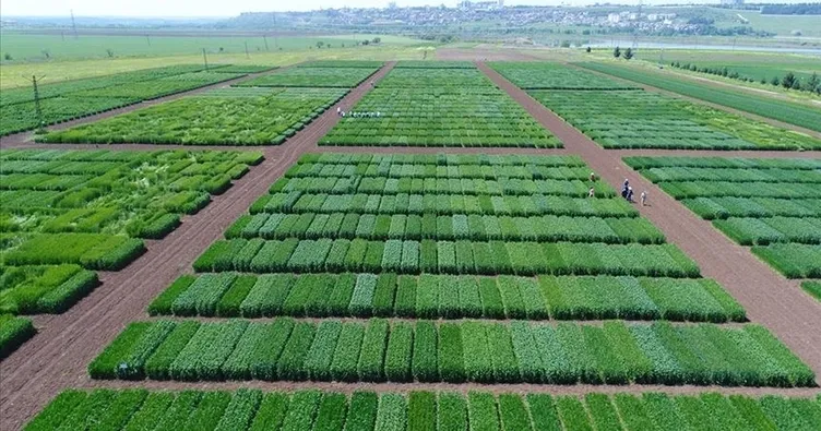 TAGEM bu yıl 42 tarla bitkisi çeşidini tescil ettirdi