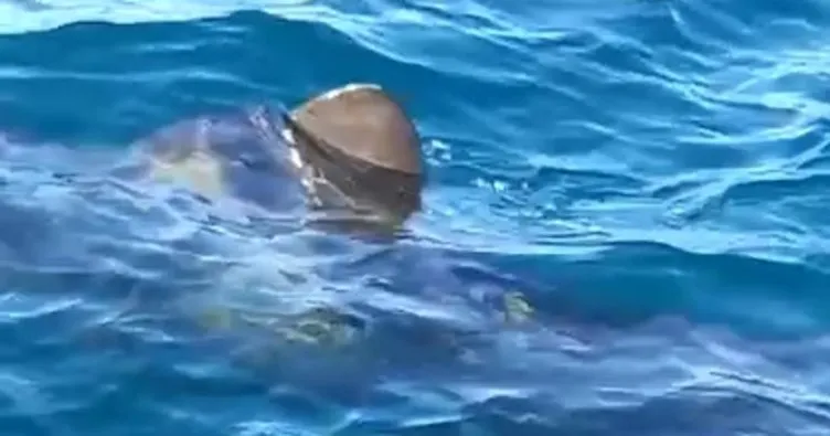 Edremit Körfezinde dev köpek balığı korkuttu