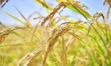 Karacadağ’da pirinç hasadı başladı