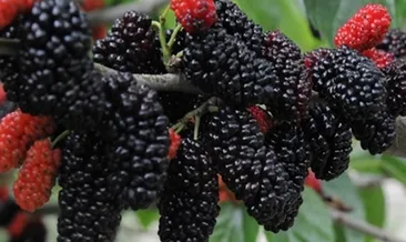 Karadutun faydaları nelerdir?