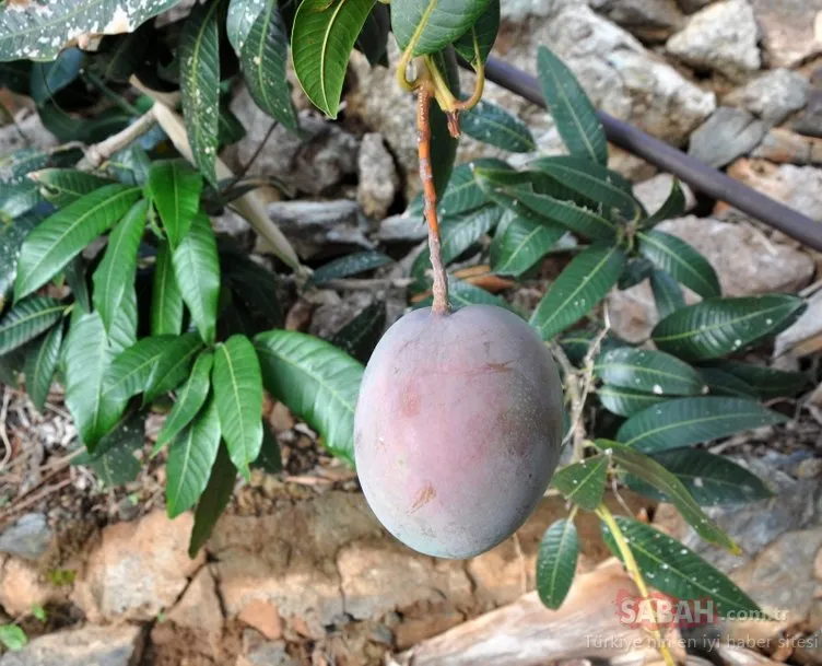 12 mango ağacı 45 bin lira kazandırdı