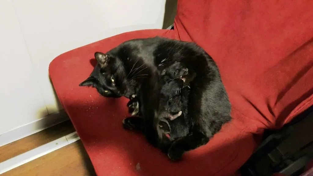 Yavrularını gemide doğurdu FotoHaber Yaşam