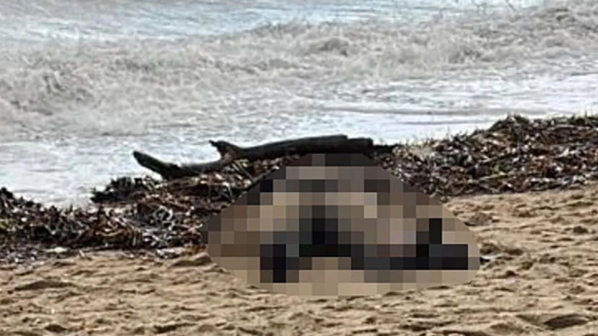 Balıkesir’de sahilde kadın cesedi bulundu! Balıkesir’de sahilde kadın cesedi bulundu!