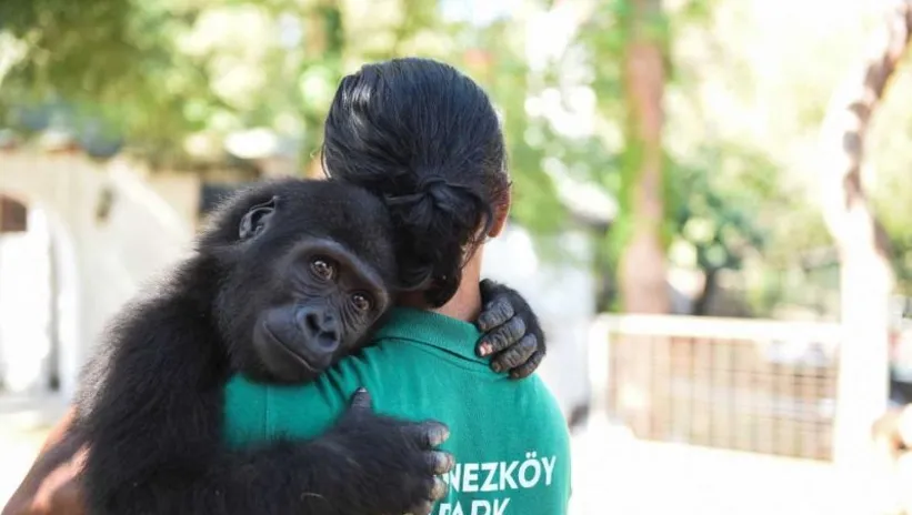 SEVİNDİREN HABER GELDİ! YAVRU GORİL ZEYTİN TÜRKİYE’DE KALACAK
