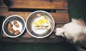 Dünyanın ilk köpek restoranı