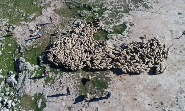 Göçerlerin umudu 'özgür yaylalar'