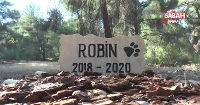 Üniversite öğrencisi ölen köpeğine kampüste mezar yaptı | Video