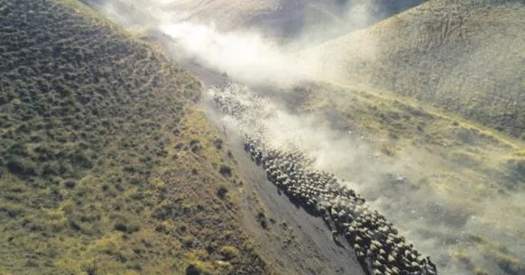Koyunların Nemrut Dağı’na yolculuğu