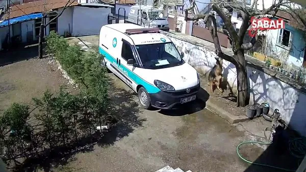 Kargo bıraktığı evin bahçesindeki köpekten korkup ağaca tırmandı | Video