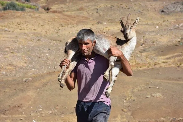 Yaralı dağ keçisini 17 kilometre taşıdı