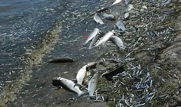 Çevre ve Şehircilik Bakanlığından Küçükçekmece Gölü’ndeki balık ölümlerine ilişkin flaş açıklama