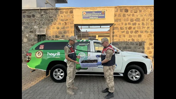 Yer Şanlıurfa! Hepsi otomobilden çıktı: Tam 270 canlı akrep!