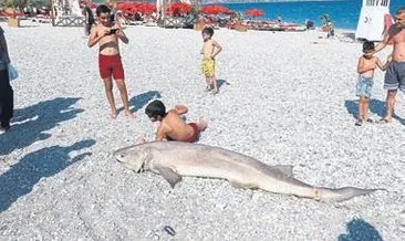 Köpekbalığı ölüsü korkuttu