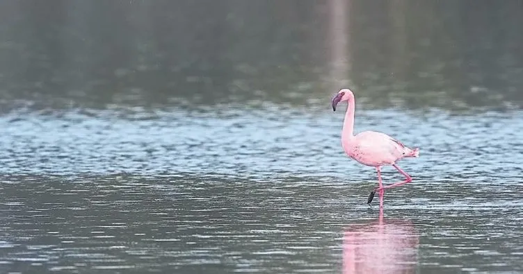 Küçük flamingo İzmir’de görüldü