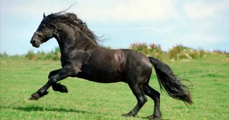 Rüyada siyah at görmek ne anlama gelir? Rüyada siyah ata binmek ve
