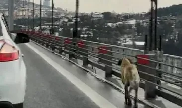 Köprüden geçen köpeğe güvenlik konvoyu
