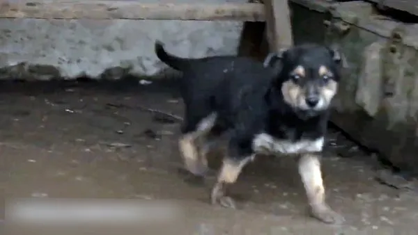 Donmak üzereyken kurtarıldı! Sevimli köpek Ukraynalı askerlerin koruyucusu oldu