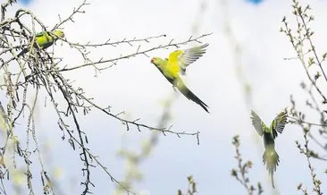 Kuğulu Park’ın misafirleri: Papağanlar