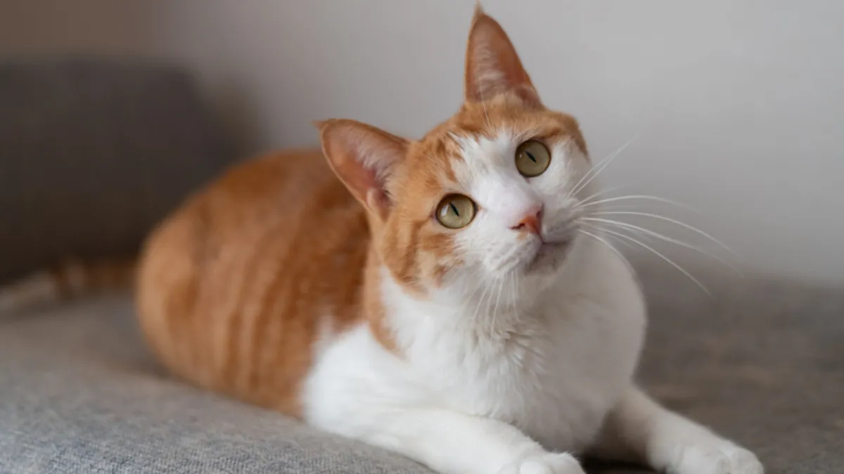 Kedi sahipleri dikkat! Bu hareketin sebebi düşündüğünüzden farklı