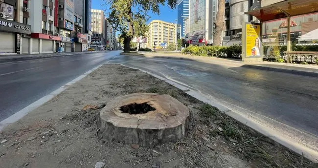İzmir Büyükşehir Belediyesinden ağaç katliamı