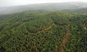 Türkiye’den flaş çalışma: Ormanlar için yeni strateji