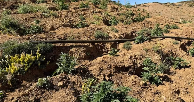 Genç kırsalında 17 bin kök uyuşturucu