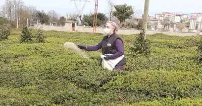 Çay sezonuna hazırlıklar tamamlanıyor