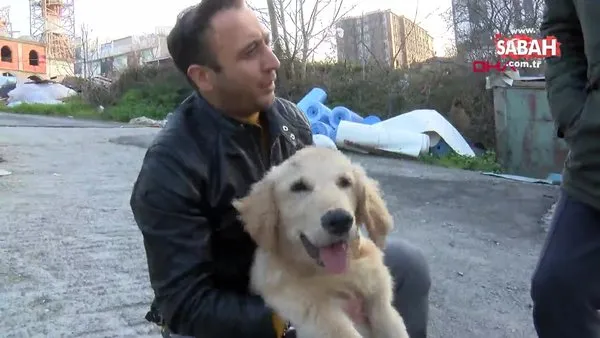 Sultangazi’de yol kenarına atılan köpeğin sahibi aranıyor | Video