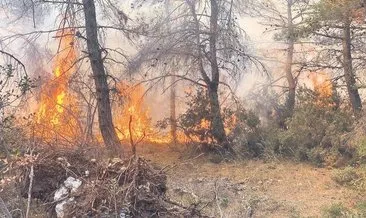 Yangın riskine karşı ormana giriş yok #mugla