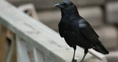 Kargalar ölümü anlıyor mu? Bilim dünyasını karıştıran tartışma!