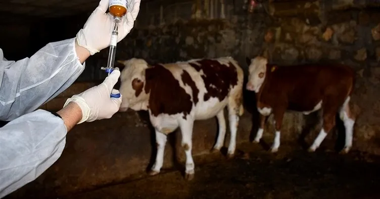 Almanya’da hastalık alarmı: Hayvanlarda şap tespit edildi