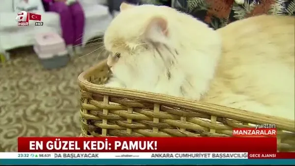 Ankara'nın en güzel kedisi belli oldu