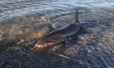 Sapan cinsi köpek balığı sahile vurdu