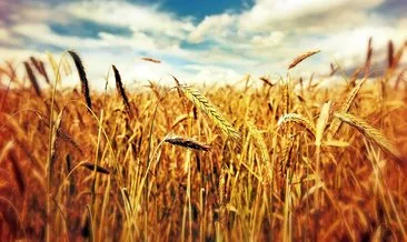 Rüyada Buğday Görmek Ne Anlama Gelir? Rüyada Buğday Tarlası, Tanesi Ve Çuvalı Görmek Anlamı Nedir?