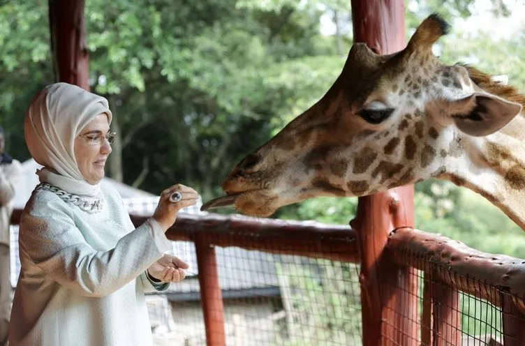 Emine Erdoğan zürafaları elleriyle besledi  .