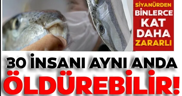 SON DAKİKA | Siyanürden 1200 kat daha zehirli! Balon balığı 30 insanı aynı anda öldürebilir!