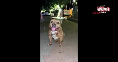 Kulübede bağlı olan köpeği çaldılar | Video
