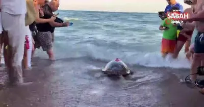 Tedavisi tamamlanan 30 yaşındaki kaplumbağa, uydu cihazı takılıp denize bırakıldı | Video