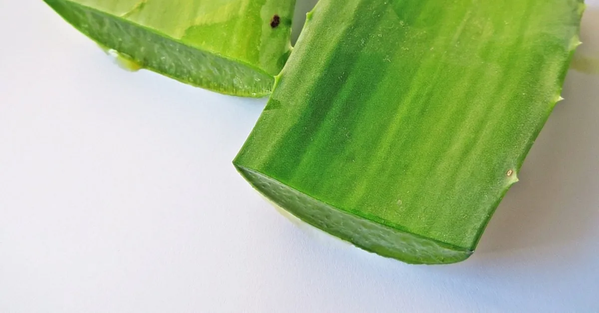 Aloe Vera Saca Faydalari Nelerdir Aloe Vera Sac Maskesi Nasil Yapilir Saglik Haberleri