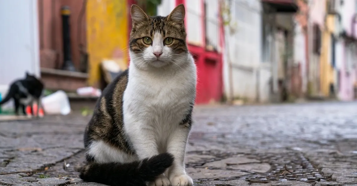 ruyada kedi saldirmasi ne anlama gelir ruyada kara kedi saldirmasi ve ustune atlamasi ne demek ruya tabirleri haberleri