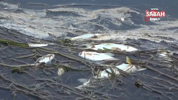 Hakkari Yüksekova'da korkutan balık ölümleri | Video
